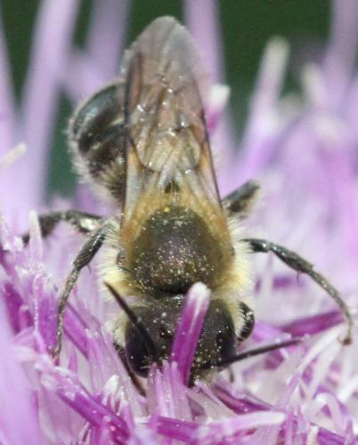 Réf. 324 452 : Osmia sp.